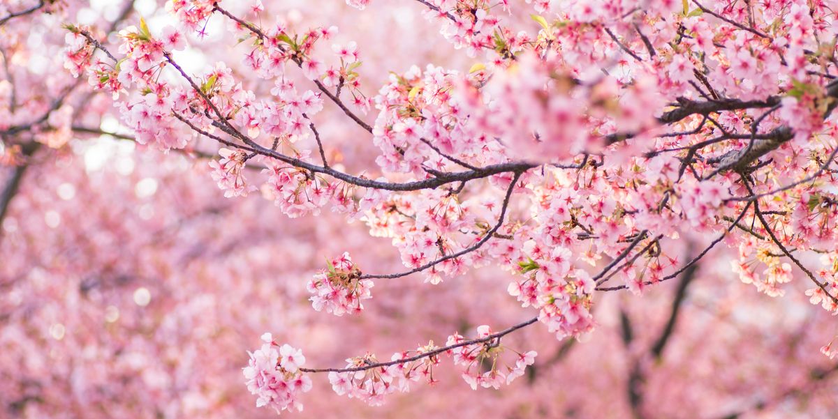 kawazu-sakura-cherry-trees-in-full-bloom-royalty-free-image-1674259326
