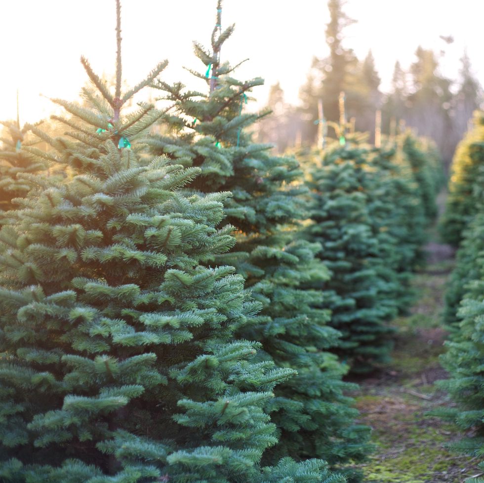 row-of-beautiful-and-vibrant-christmas-trees-royalty-free-image-1701459495