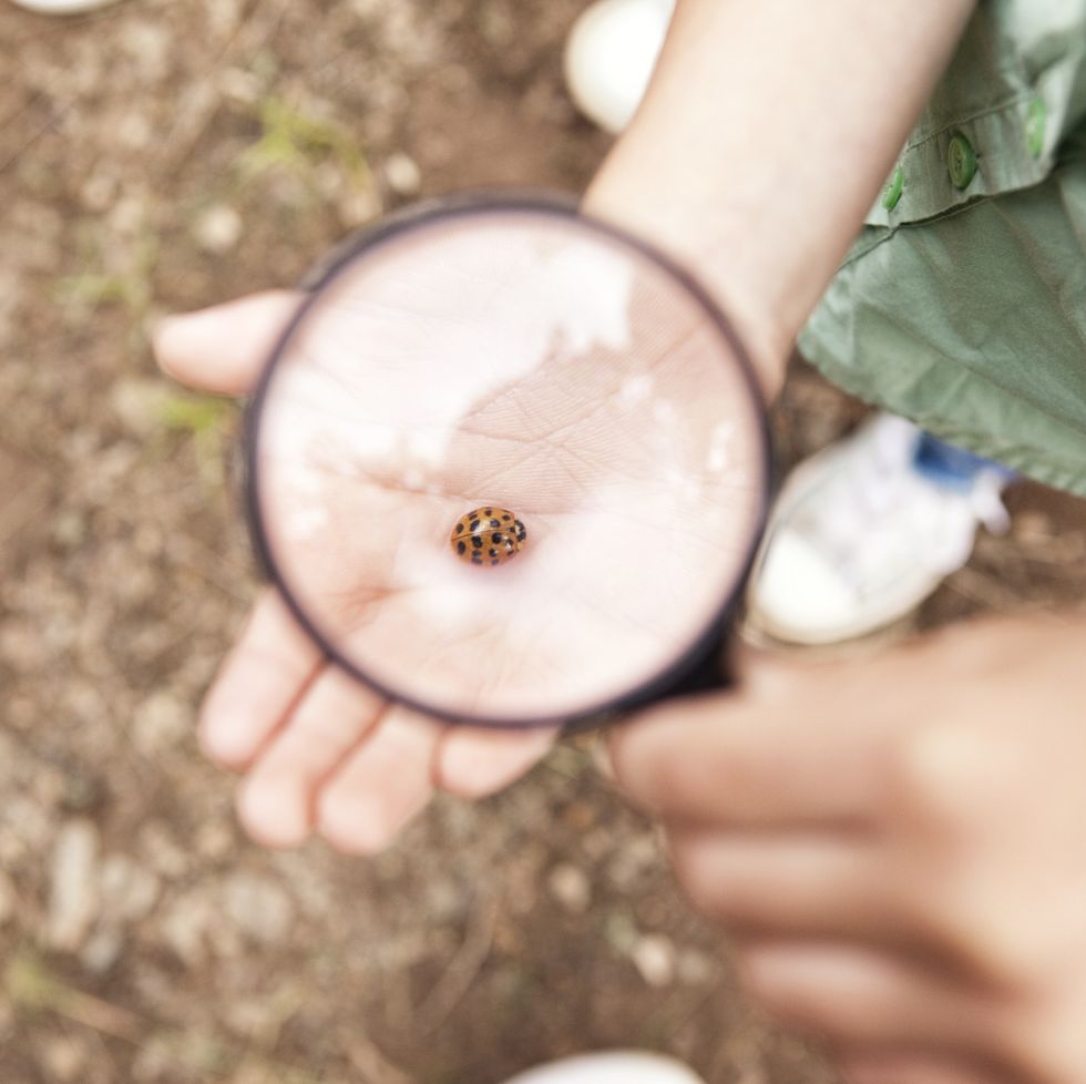 ladybird-on-girls-hand-under-magnifying-glass-royalty-free-image-1710537942