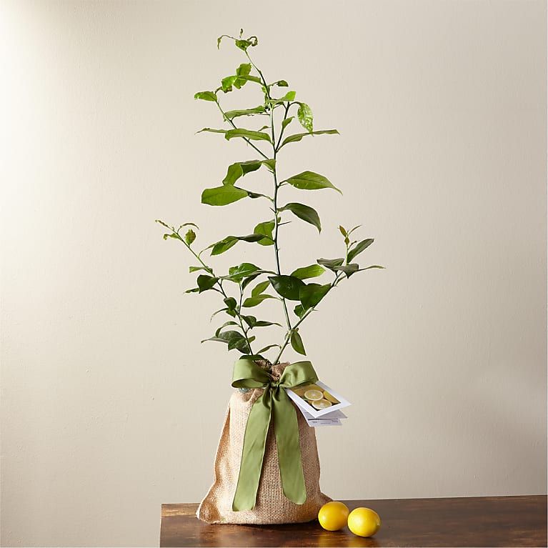 Petite Meyer Lemon Tree