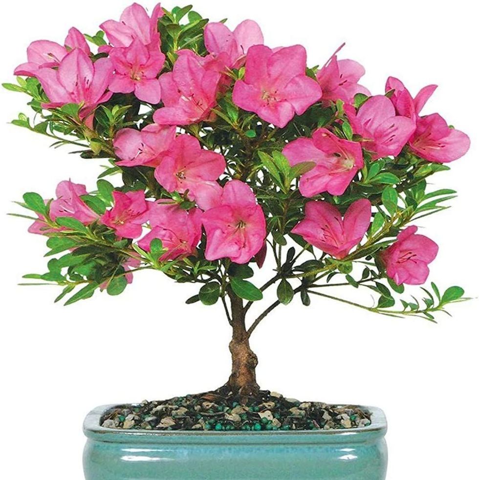 Bonsai Tree 