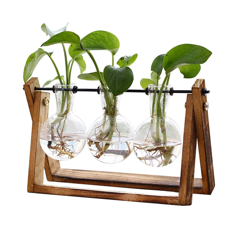 Plant Terrarium With a Wooden Stand 