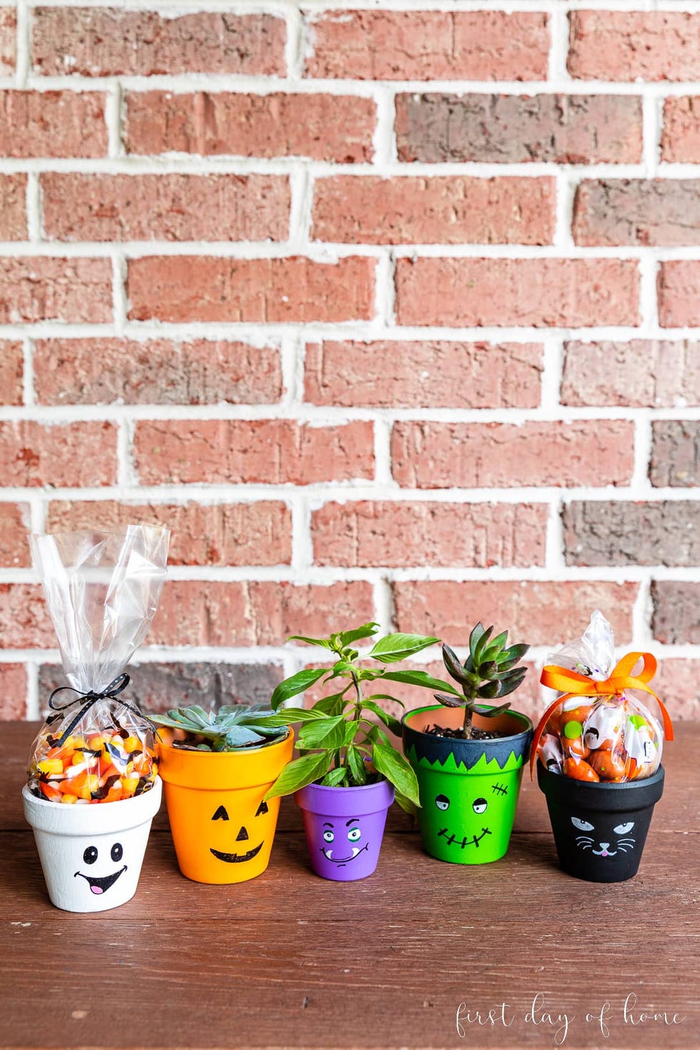 a group of plants in pots