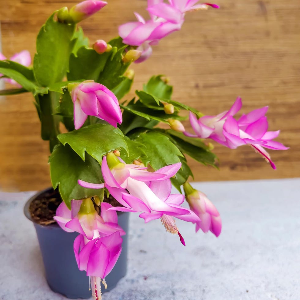 Thanksgiving Cactus Plant 