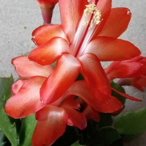 Orange Thanksgiving Holiday Cactus 