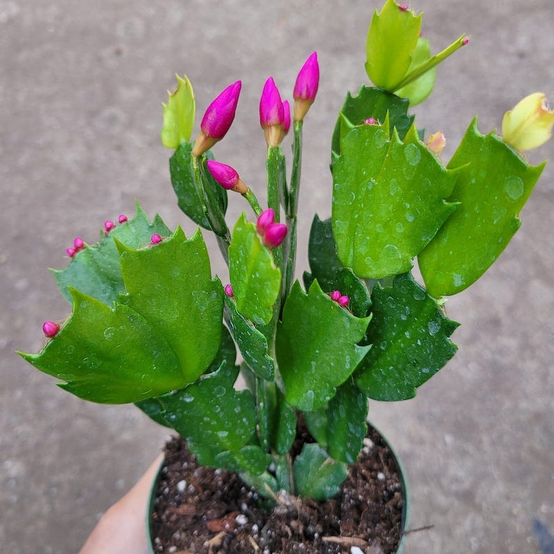 Thanksgiving Cactus Succulent Plant