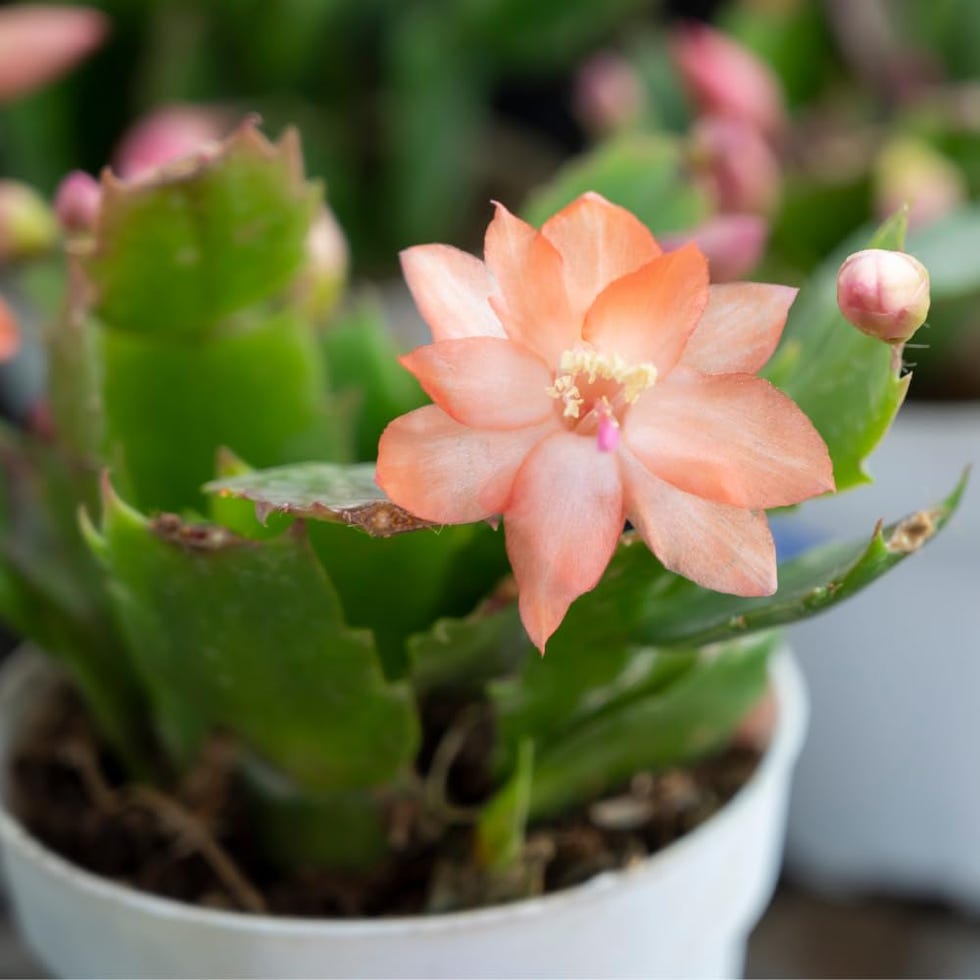 Salmon Thanksgiving Cactus