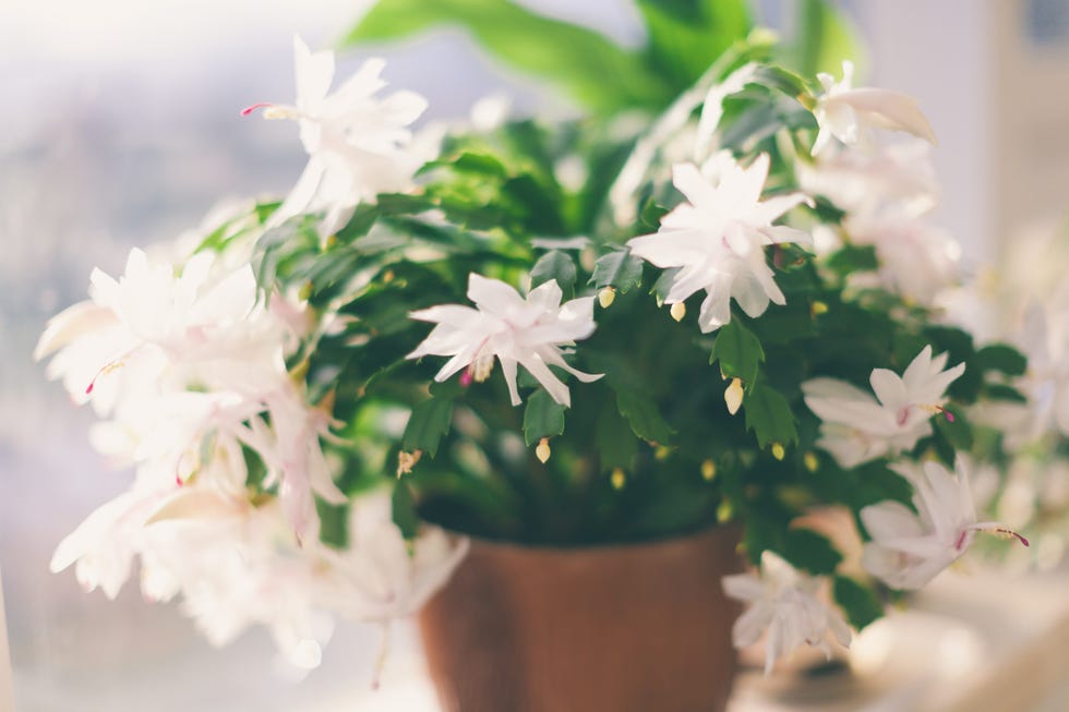 someone hand holding a flower of thanksgiving cactus