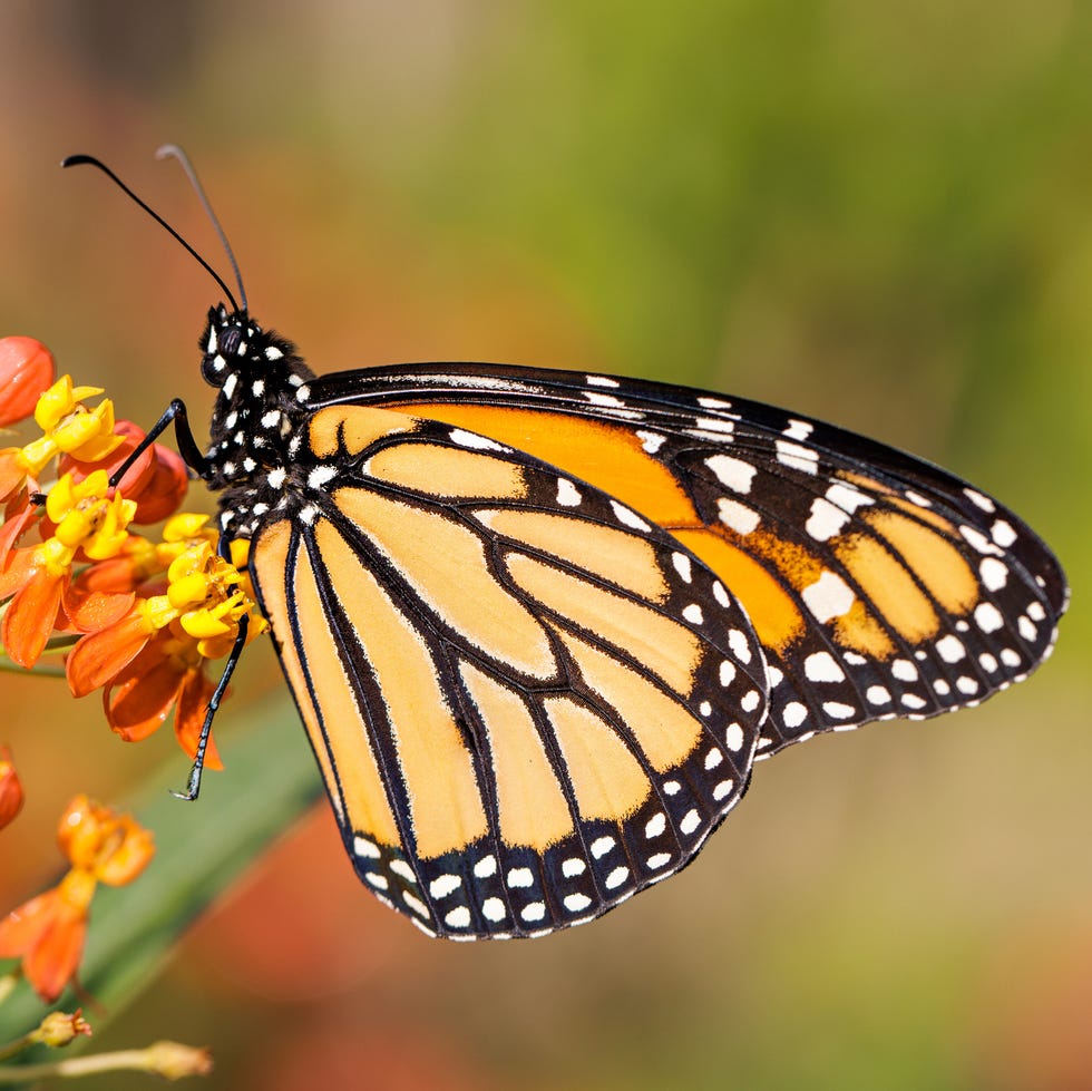 monarch on tropical milkweed