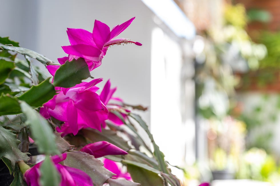 holiday cacti such as the christmas cactus, thanksgiving cactus are all hybrids of brazilian forest cacti