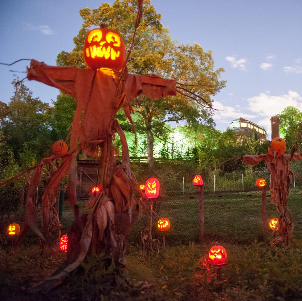 a jack o lantern pumpkins in a field