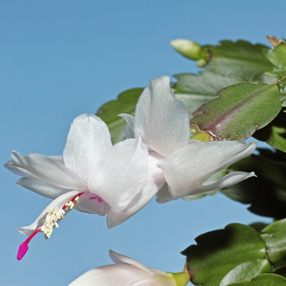 someone hand holding a flower of thanksgiving cactus