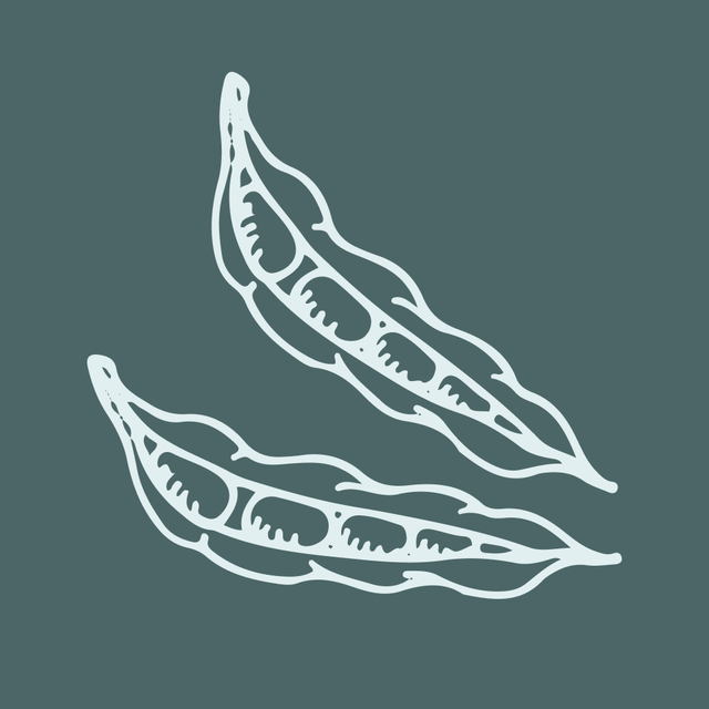 illustration of two pea pods